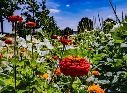 Blumen, Pflanzen und mehr im Galabau